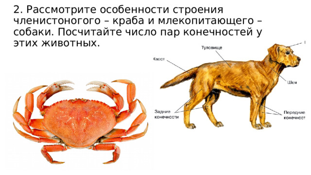 2. Рассмотрите особенности строения членистоногого – краба и млекопитающего – собаки. Посчитайте число пар конечностей у этих животных. 