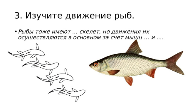 3. Изучите движение рыб. Рыбы тоже имеют … скелет, но движения их осуществляются в основном за счет мышц … и …. 