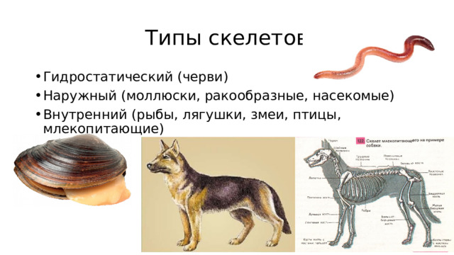 Типы скелетов Гидростатический (черви) Наружный (моллюски, ракообразные, насекомые) Внутренний (рыбы, лягушки, змеи, птицы, млекопитающие) 