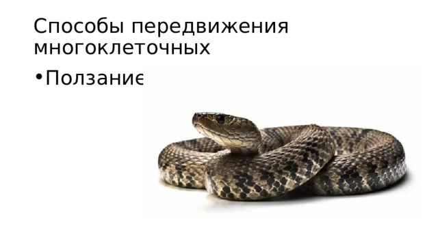 Способы передвижения многоклеточных Ползание 