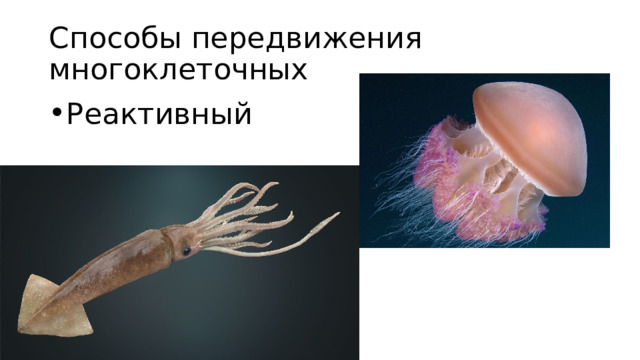 Способы передвижения многоклеточных Реактивный 