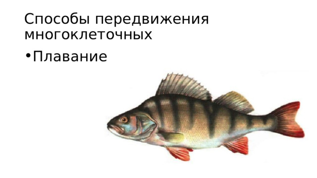 Способы передвижения многоклеточных Плавание 