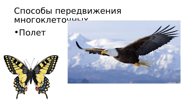 Способы передвижения многоклеточных Полет 