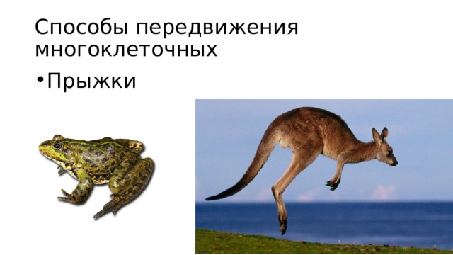 Способы передвижения многоклеточных Прыжки 