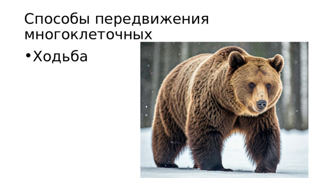 Способы передвижения многоклеточных Ходьба 
