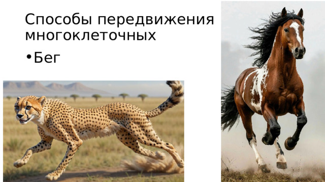 Способы передвижения многоклеточных Бег 