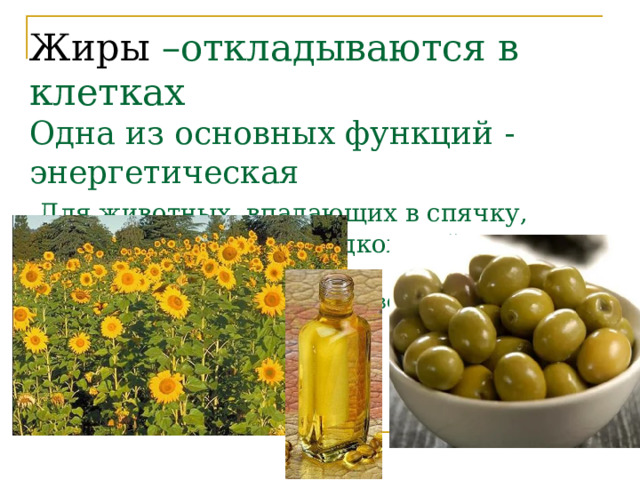 Жиры –откладываются в клетках  Одна из основных функций - энергетическая   Для животных, впадающих в спячку, снабжают энергией.(подкожный мир-теплоизоляция)  Основной запас питательных веществ в семенах растений 