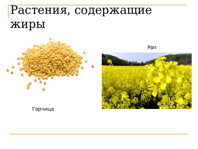 Растения, содержащие жиры Рапс Горчица 