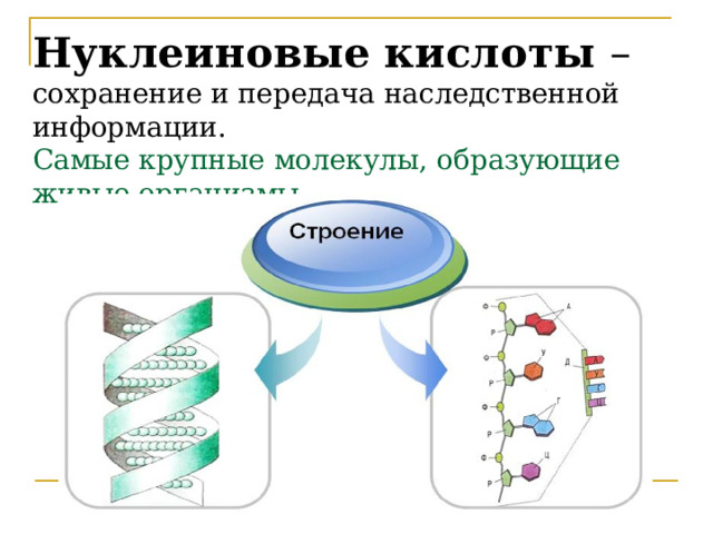 Нуклеиновые кислоты – сохранение и передача наследственной информации.  Самые крупные молекулы, образующие живые организмы 