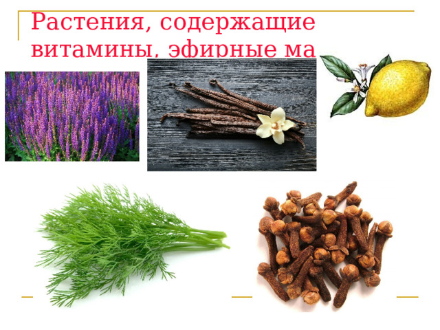 Растения, содержащие витамины, эфирные масла 