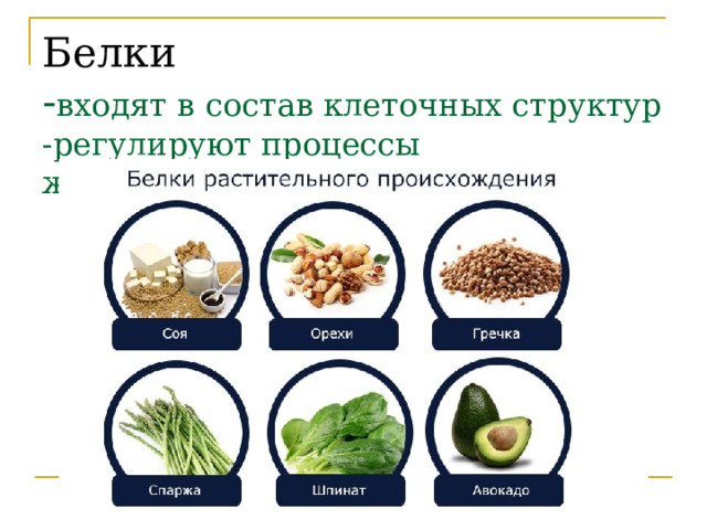 Белки  - входят в состав клеточных структур  -регулируют процессы жизнедеятельности 