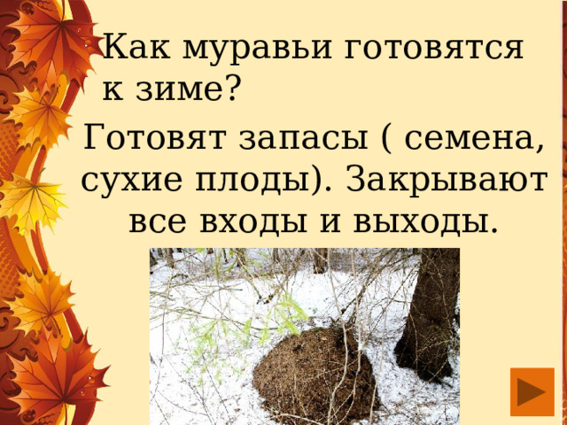 Как муравьи готовятся к зиме? Готовят запасы ( семена, сухие плоды). Закрывают все входы и выходы. 