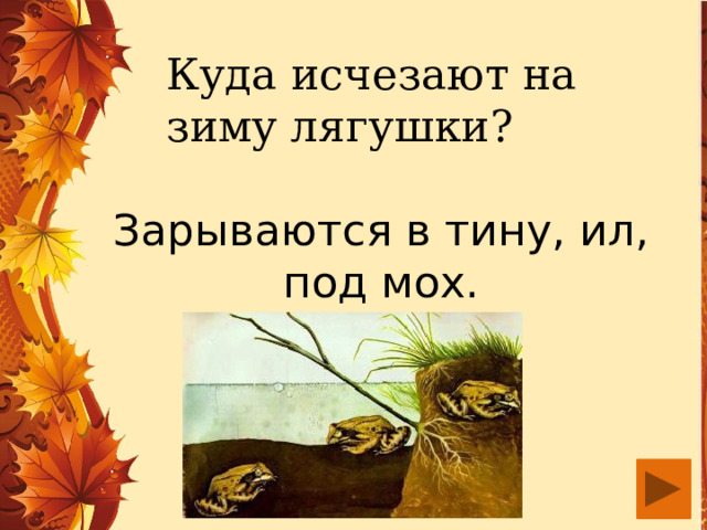 Куда исчезают на зиму лягушки? Зарываются в тину, ил, под мох. 