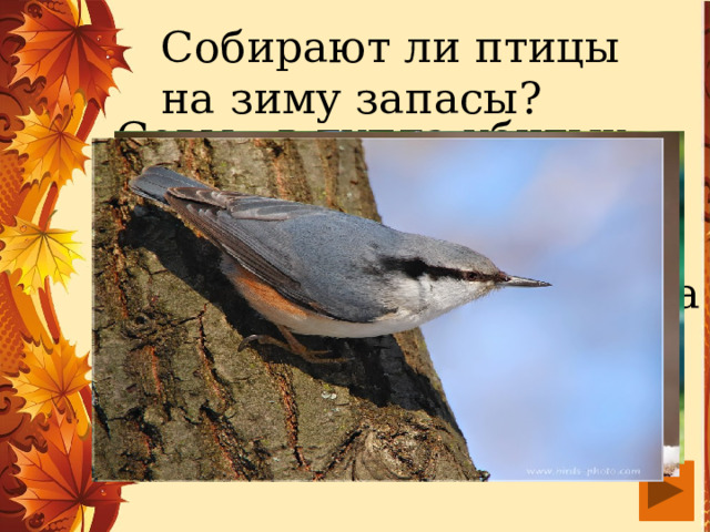 Собирают ли птицы на зиму запасы? Совы - в дупла убитых мышей, сойки – жёлуди, орехи, поползень запасает желуди, семена клена, липы, орехи лещины, все это прячет в трещинах коры.  