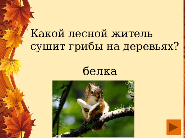 Какой лесной житель сушит грибы на деревьях? белка 
