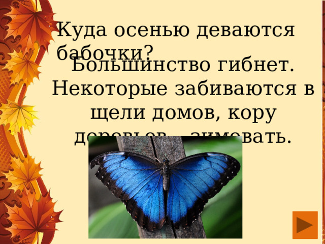 Куда осенью деваются бабочки? Большинство гибнет. Некоторые забиваются в щели домов, кору деревьев – зимовать. 