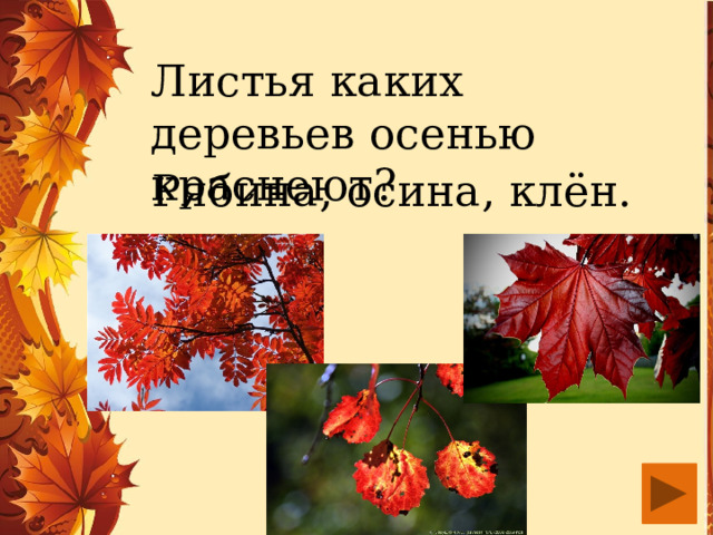 Листья каких деревьев осенью краснеют? Рябина, осина, клён. 