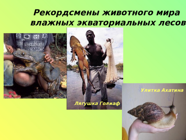 Рекордсмены животного мира  влажных экваториальных лесов Улитка Ахатина Лягушка Голиаф   