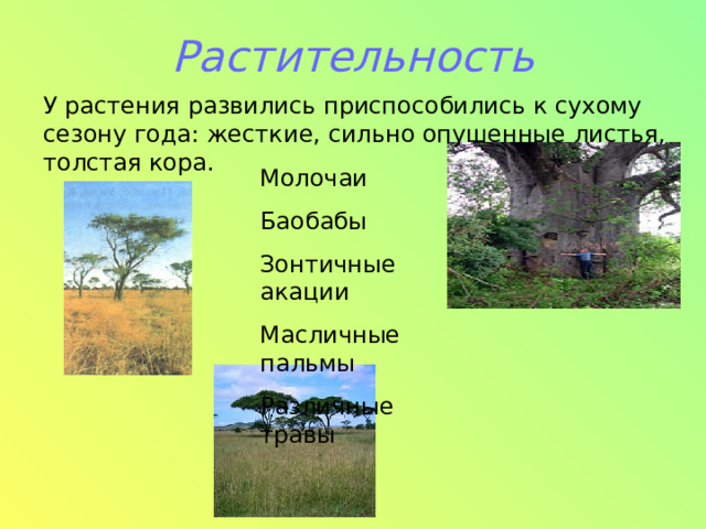 Растительность У растения развились приспособились к сухому сезону года: жесткие, сильно опушенные листья, толстая кора. Молочаи Баобабы Зонтичные акации Масличные пальмы Различные травы 