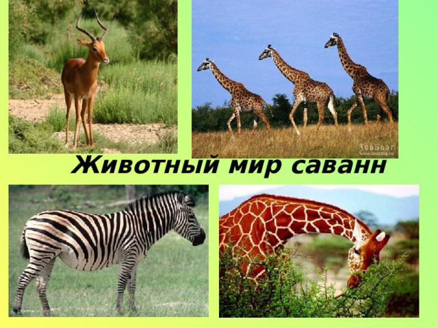 Животный мир саванн   
