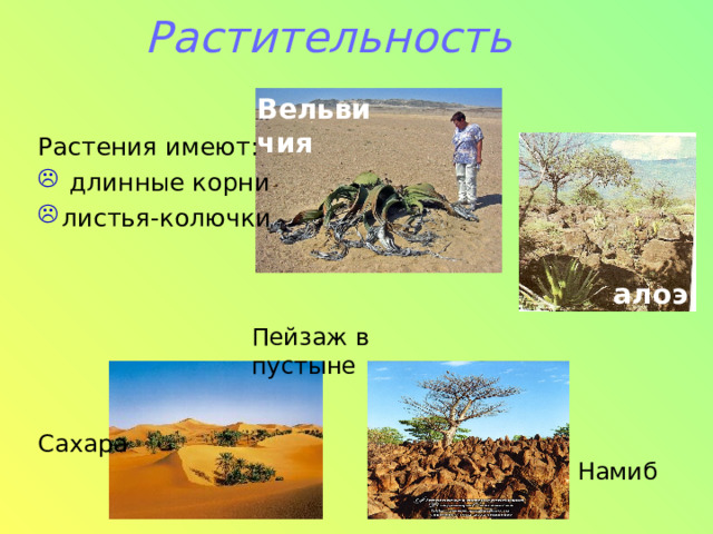 Растительность Вельвичия Растения имеют:  длинные корни листья-колючки алоэ Пейзаж в пустыне Сахара Намиб 