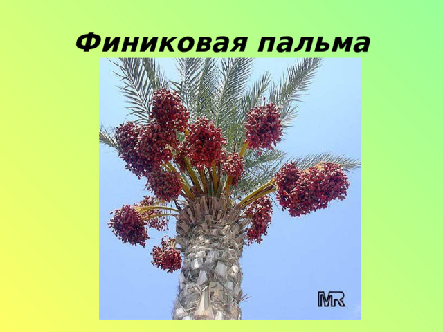 Финиковая пальма   