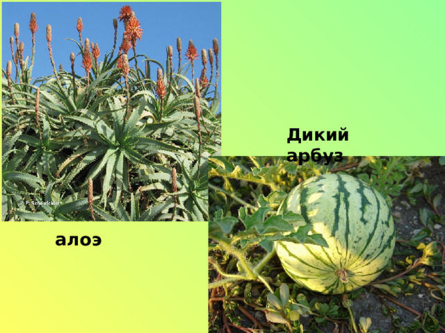 Дикий арбуз алоэ 