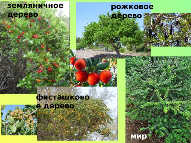 земляничное дерево рожковое дерево фисташковое дерево мирт 