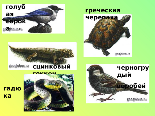 голубая сорока греческая черепаха сцинковый геккон черногрудый воробей гадюка 