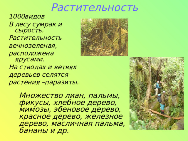 Растительность 1000видов В лесу сумрак и сырость. Растительность вечнозеленая, расположена ярусами. На стволах и ветвях деревьев селятся растения –паразиты. Множество лиан, пальмы, фикусы, хлебное дерево, мимозы, эбеновое дерево, красное дерево, железное дерево, масличная пальма, бананы и др. 
