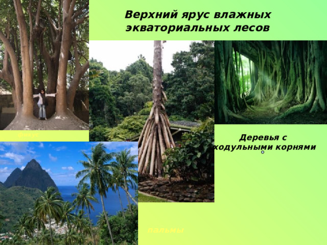 Верхний ярус влажных экваториальных лесов Деревья с ходульными корнями фикус пальмы   