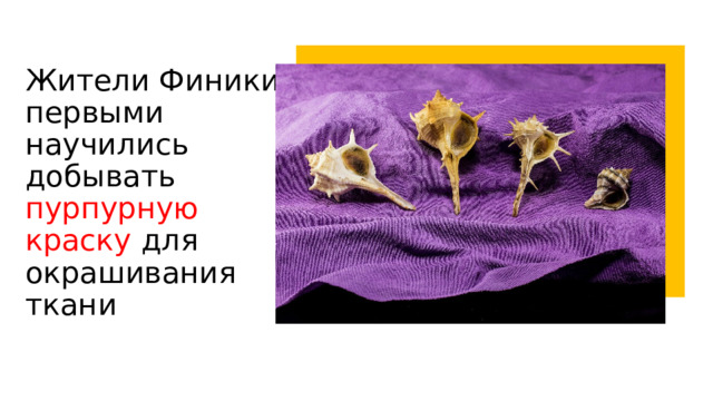 Жители Финикии первыми научились добывать пурпурную краску для окрашивания ткани 