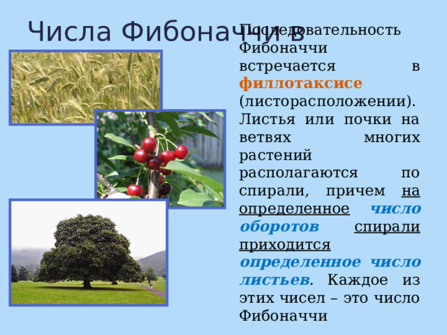 Числа Фибоначчи в природе Последовательность Фибоначчи встречается в филлотаксисе  (листорасположении). Листья или почки на ветвях многих растений располагаются по спирали, причем на определенное  число оборотов  спирали  приходится  определенное число листьев . Каждое из этих чисел – это число  Фибоначчи 