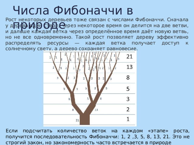 Числа Фибоначчи в природе Рост некоторых деревьев тоже связан с числами Фибоначчи. Сначала у дерева один ствол, через некоторое время он делится на две ветви, и дальше каждая ветка через определённое время даёт новую ветвь, но не все одновременно. Такой рост позволяет дереву эффективно распределять ресурсы — каждая ветка получает доступ к солнечному свету, а дерево сохраняет равновесие. Если подсчитать количество веток на каждом «этапе» роста, получится последовательность Фибоначчи: 1, 2 ,3, 5, 8, 13, 21. Это не строгий закон, но закономерность часто встречается в природе 