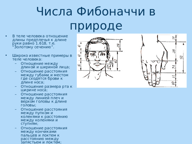 Числа Фибоначчи в природе В теле человека отношение длины предплечья к длине руки равно 1.618, т.е. “Золотому сечению”. Широко известные примеры в теле человека: Отношение между длиной и шириной лица; Отношение расстояния между губами и местом где сходятся брови к длине носа; Отношение размера рта к ширине носа; Отношение расстояния между линией плеч и верхом головы к длине головы; Отношение расстояния между пупком и коленями к расстоянию между коленями и ступням; Отношение расстояния между кончиками пальцев и локтем к расстоянию между запястьем и локтем; Отношение между длиной и шириной лица; Отношение расстояния между губами и местом где сходятся брови к длине носа; Отношение размера рта к ширине носа; Отношение расстояния между линией плеч и верхом головы к длине головы; Отношение расстояния между пупком и коленями к расстоянию между коленями и ступням; Отношение расстояния между кончиками пальцев и локтем к расстоянию между запястьем и локтем;  