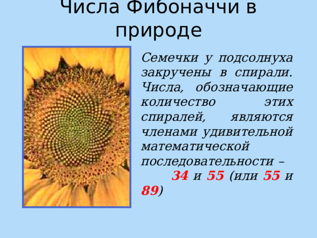 Числа Фибоначчи в природе Семечки у подсолнуха закручены в спирали. Числа, обозначающие количество этих спиралей, являются членами удивительной математической последовательности – 34 и 55 (или 55 и 89 ) 