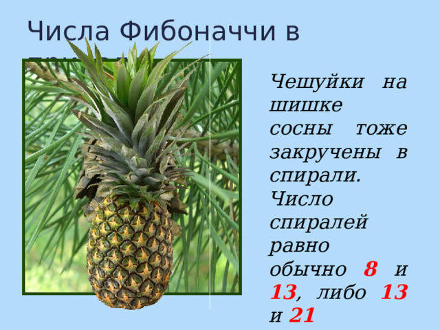 Числа Фибоначчи в природе Чешуйки на шишке сосны тоже закручены в спирали. Число спиралей равно обычно 8 и 13 , либо 13 и 21 