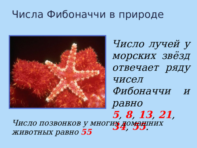 Числа Фибоначчи в природе Число лучей у морских звёзд отвечает ряду чисел Фибоначчи и равно 5 , 8 , 13 , 21 , 34 , 55 . Число позвонков у многих домашних животных равно 55 