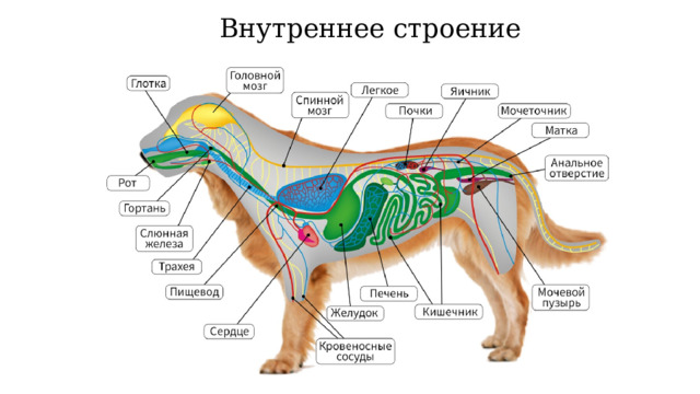 Внутреннее строение 