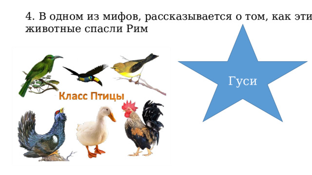 4. В одном из мифов, рассказывается о том, как эти животные спасли Рим Гуси 