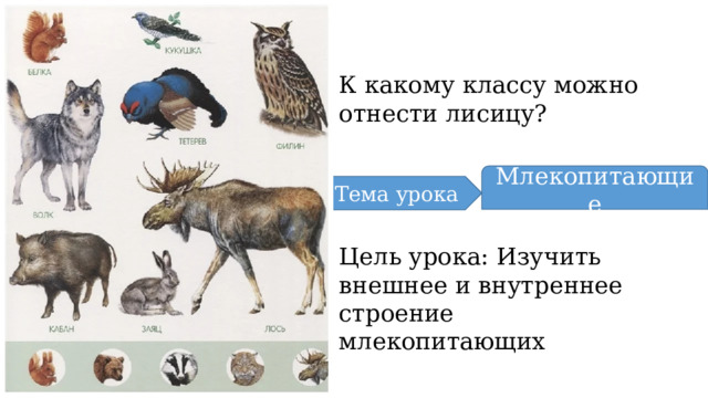 К какому классу можно отнести лисицу? Млекопитающие Тема урока Цель урока: Изучить внешнее и внутреннее строение млекопитающих 