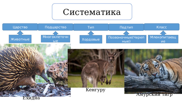 Систематика Царство Класс Подцарство Тип Подтип Животные Млекопитающие Хордовые Позвоночные(Черепные) Многоклеточные Кенгуру Амурский тигр Ехидна 