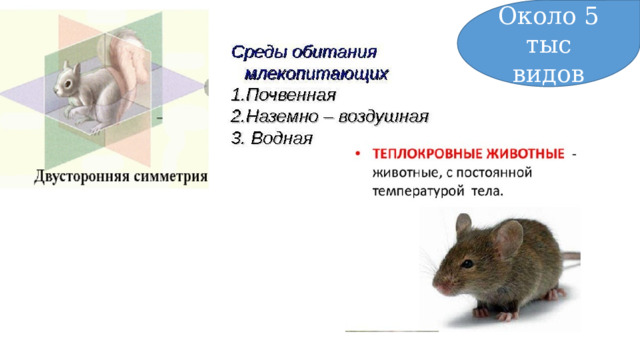 Около 5 тыс видов 