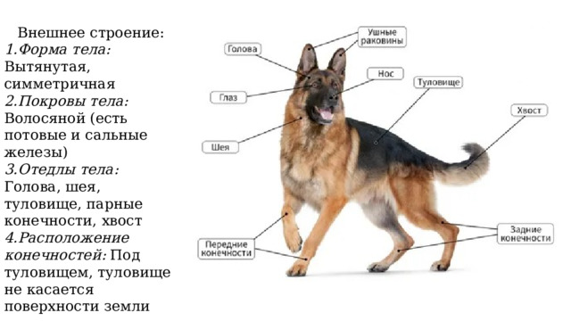 Внешнее строение: 1.Форма тела: Вытянутая, симметричная 2.Покровы тела: Волосяной (есть потовые и сальные железы) 3.Отедлы тела: Голова, шея, туловище, парные конечности, хвост 4.Расположение конечностей: Под туловищем, туловище не касается поверхности земли 