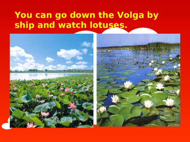 You can go down the Volga by ship and watch lotuses.  