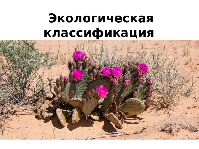 Экологическая классификация 