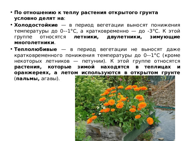 По отношению к теплу растения открытого грунта условно делят на : Холодостойкие — в период вегетации выносят понижения температуры до 0–-1°С, а кратковременно — до -3°С. К этой группе относятся летники, двулетники, зимующие многолетники . Теплолюбивые — в период вегетации не выносят даже кратковременного понижения температуры до 0–-1°С (кроме некоторых летников — петунии). К этой группе относятся растения, которые зимой находятся в теплицах и оранжереях, а летом используются в открытом грунте ( пальмы, агавы). 