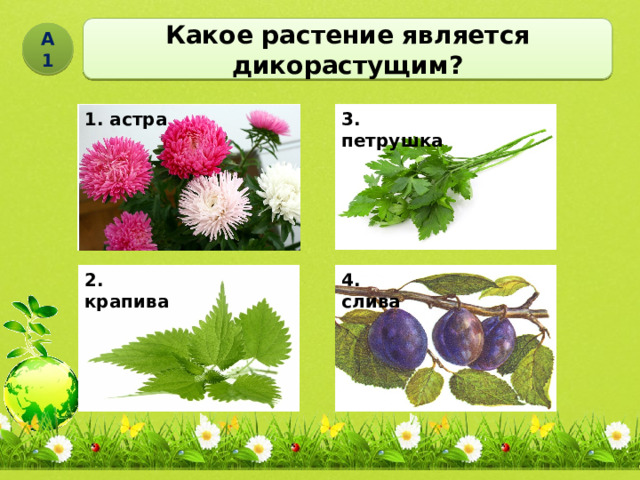 Какое растение является дикорастущим? А1 1. астра 3. петрушка 4. слива 2. крапива 