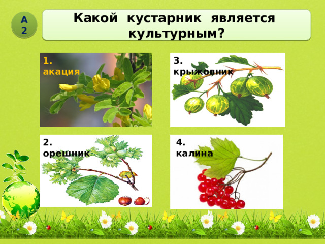 Какой кустарник является культурным? А2 1. акация 3. крыжовник 2. орешник 4. калина 