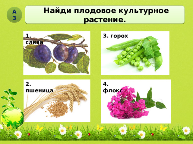  Найди плодовое культурное растение. А3 3. горох 1. слива 2. пшеница 4. флокс 